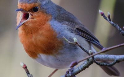 Listening to the Birds